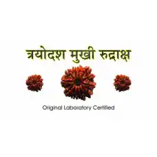 13 Mukhi Rudraksh (2.0)